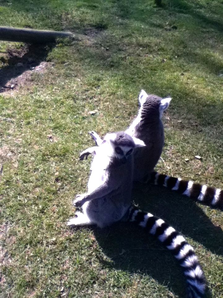 Sint-Martinus den XIIde - Paaswelpenweekend 2013